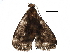  (Brenthia malaise0596 - BIOUG28703-A01)  @13 [ ] CreativeCommons - Attribution (2016) CBG Photography Group Centre for Biodiversity Genomics