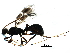  (Ondigus - BIOUG28784-H10)  @14 [ ] CreativeCommons - Attribution (2016) CBG Photography Group Centre for Biodiversity Genomics