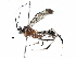  (Diradops yoveraDHJ02 - BIOUG28787-C01)  @14 [ ] CreativeCommons - Attribution (2016) CBG Photography Group Centre for Biodiversity Genomics