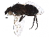  (Phytomyptera Janzen0097 - BIOUG28794-G09)  @13 [ ] CreativeCommons - Attribution (2016) CBG Photography Group Centre for Biodiversity Genomics