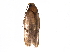  (Antaeotricha Malaise2614 - BIOUG28786-F08)  @13 [ ] CreativeCommons - Attribution (2016) CBG Photography Group Centre for Biodiversity Genomics
