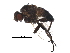  (Malaisetach38 - BIOUG29043-G05)  @13 [ ] CreativeCommons - Attribution (2016) CBG Photography Group Centre for Biodiversity Genomics