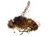  (Siphona Janzen65 - BIOUG29106-B07)  @13 [ ] CreativeCommons - Attribution (2016) CBG Photography Group Centre for Biodiversity Genomics