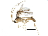  (Cystomastax - BIOUG29197-C01)  @14 [ ] CreativeCommons - Attribution (2016) CBG Photography Group Centre for Biodiversity Genomics