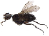  (Chaetostigmoptera Malaise7604 - BIOUG29277-H03)  @12 [ ] CreativeCommons - Attribution (2016) CBG Photography Group Centre for Biodiversity Genomics
