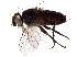  (Phytomyptera Malaise1573 - BIOUG29279-B01)  @13 [ ] CreativeCommons - Attribution (2016) CBG Photography Group Centre for Biodiversity Genomics