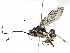  (Cryptanura - BIOUG29196-H09)  @14 [ ] CreativeCommons - Attribution (2016) CBG Photography Group Centre for Biodiversity Genomics