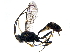  (Microcharops tibialisDHJ16 - BIOUG29288-A12)  @13 [ ] CreativeCommons - Attribution (2016) CBG Photography Group Centre for Biodiversity Genomics