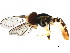  ( - BIOUG29288-C02)  @14 [ ] CreativeCommons - Attribution (2017) CBG Photography Group Centre for Biodiversity Genomics
