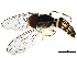  ( - BIOUG29288-C03)  @14 [ ] CreativeCommons - Attribution (2017) CBG Photography Group Centre for Biodiversity Genomics