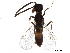  ( - BIOUG29420-F02)  @13 [ ] CreativeCommons - Attribution (2017) CBG Photography Group Centre for Biodiversity Genomics