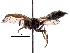  ( - BIOUG29129-H04)  @11 [ ] CreativeCommons - Attribution (2017) CBG Photography Group Centre for Biodiversity Genomics