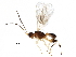  (Choreborogas Malaise1770 - BIOUG29451-F12)  @14 [ ] CreativeCommons - Attribution (2016) CBG Photography Group Centre for Biodiversity Genomics