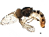  ( - BIOUG29464-F03)  @13 [ ] CreativeCommons - Attribution (2017) CBG Photography Group Centre for Biodiversity Genomics