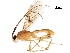  (Aleiodes agnespeelleae - BIOUG29423-E01)  @13 [ ] CreativeCommons - Attribution (2017) CBG Photography Group Centre for Biodiversity Genomics