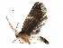  (Antaeotricha Janzen728 - BIOUG29424-D01)  @14 [ ] CreativeCommons - Attribution (2016) CBG Photography Group Centre for Biodiversity Genomics