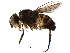  (Siphona Malaise3969 - BIOUG29427-H09)  @13 [ ] CreativeCommons - Attribution (2016) CBG Photography Group Centre for Biodiversity Genomics