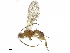  ( - BIOUG29473-F10)  @13 [ ] CreativeCommons - Attribution (2019) CBG Photography Group Centre for Biodiversity Genomics