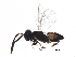  ( - BIOUG29474-B04)  @13 [ ] CreativeCommons - Attribution (2017) CBG Photography Group Centre for Biodiversity Genomics