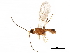  ( - BIOUG29531-D01)  @14 [ ] CreativeCommons - Attribution (2017) CBG Photography Group Centre for Biodiversity Genomics