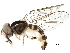  ( - BIOUG29563-A08)  @13 [ ] CreativeCommons - Attribution (2017) CBG Photography Group Centre for Biodiversity Genomics