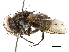  ( - BIOUG29478-G10)  @13 [ ] CreativeCommons - Attribution (2019) CBG Photography Group Centre for Biodiversity Genomics