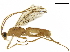  (Aleiodes alisundermieri - BIOUG29481-G05)  @14 [ ] CreativeCommons - Attribution (2019) CBG Photography Group Centre for Biodiversity Genomics