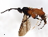  (Alabagrus Sharkey9481 - BIOUG29481-H03)  @13 [ ] CreativeCommons - Attribution (2020) CBG Photography Group Centre for Biodiversity Genomics
