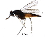  (Elasmus Malaise7688 - BIOUG29620-E09)  @13 [ ] CreativeCommons - Attribution (2016) CBG Photography Group Centre for Biodiversity Genomics