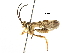  ( - BIOUG29469-G04)  @15 [ ] CreativeCommons - Attribution (2016) CBG Photography Group Centre for Biodiversity Genomics