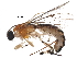  (Zaglyptus Malaise7075 - BIOUG29641-A11)  @14 [ ] CreativeCommons - Attribution (2016) CBG Photography Group Centre for Biodiversity Genomics