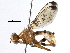  (Odontomera - BIOUG29571-H10)  @14 [ ] CreativeCommons - Attribution (2016) CBG Photography Group Centre for Biodiversity Genomics