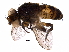  (Siphona Malaise5413 - BIOUG29622-F08)  @15 [ ] CreativeCommons - Attribution (2016) CBG Photography Group Centre for Biodiversity Genomics
