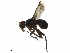  ( - BIOUG29625-H08)  @11 [ ] CreativeCommons - Attribution (2019) CBG Photography Group Centre for Biodiversity Genomics