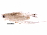  ( - BIOUG29626-A12)  @12 [ ] CreativeCommons - Attribution (2016) CBG Photography Group Centre for Biodiversity Genomics