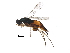  (Elasmus Malaise6469 - BIOUG29671-B09)  @13 [ ] CreativeCommons - Attribution (2016) CBG Photography Group Centre for Biodiversity Genomics