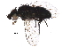  (Phytomyptera Janzen7003 - BIOUG29661-C02)  @14 [ ] CreativeCommons - Attribution (2016) CBG Photography Group Centre for Biodiversity Genomics