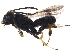  ( - BIOUG29681-C10)  @14 [ ] CreativeCommons - Attribution (2017) CBG Photography Group Centre for Biodiversity Genomics