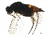  (Elasmus Malaise2402 - BIOUG29685-A12)  @15 [ ] CreativeCommons - Attribution (2020) CBG Photography Group Centre for Biodiversity Genomics