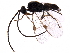  (Apanteles Rodriguez178 - BIOUG29667-E05)  @14 [ ] CreativeCommons - Attribution (2016) CBG Photography Group Centre for Biodiversity Genomics