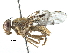  (Anastrepha robusta - BIOUG29670-G08)  @14 [ ] CreativeCommons - Attribution (2016) CBG Photography Group Centre for Biodiversity Genomics
