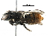  (Megachile MEX11 - BIOUG29614-A08)  @15 [ ] CreativeCommons - Attribution (2016) CBG Photography Group Centre for Biodiversity Genomics
