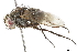  ( - BIOUG29495-H05)  @13 [ ] CreativeCommons - Attribution (2019) CBG Photography Group Centre for Biodiversity Genomics