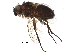  (Phytomyptera Malaise6585 - BIOUG29731-E03)  @15 [ ] CreativeCommons - Attribution (2016) CBG Photography Group Centre for Biodiversity Genomics