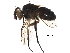  (Phytomyptera Janzen6391 - BIOUG29731-F05)  @14 [ ] CreativeCommons - Attribution (2016) CBG Photography Group Centre for Biodiversity Genomics