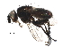  (Phytomyptera Malaise5935 - BIOUG29731-G03)  @14 [ ] CreativeCommons - Attribution (2016) CBG Photography Group Centre for Biodiversity Genomics