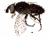  (Phytomyptera Malaise5677 - BIOUG29770-F06)  @14 [ ] CreativeCommons - Attribution (2016) CBG Photography Group Centre for Biodiversity Genomics