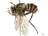  ( - BIOUG29686-G03)  @11 [ ] CreativeCommons - Attribution (2019) CBG Photography Group Centre for Biodiversity Genomics