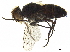  ( - BIOUG29756-F03)  @11 [ ] CreativeCommons - Attribution (2019) CBG Photography Group Centre for Biodiversity Genomics