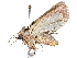  (Marilopteryx BioLep8837 - BIOUG29614-G04)  @14 [ ] CreativeCommons - Attribution (2016) CBG Photography Group Centre for Biodiversity Genomics